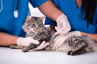 Centro Veterinario Yuncos gato siendo vacunado