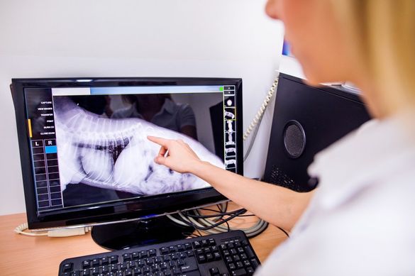 Centro Veterinario Yuncos mujer viendo radiografía