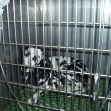 Centro Veterinario Yuncos perro en jaula