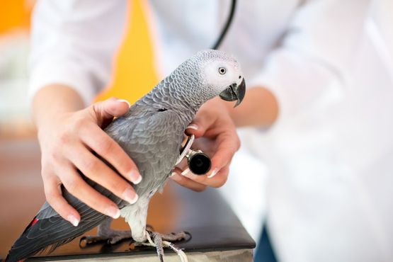 Centro Veterinario Yuncos pájaro siendo tratado